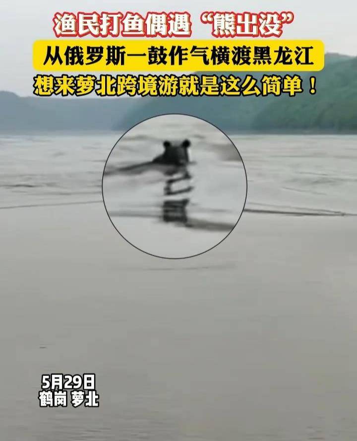 黑熊横渡黑龙江从俄罗斯“偷渡”到中国，当地回应