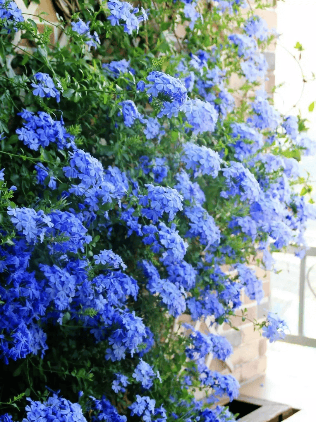 25种爬藤植物,花开便成瀑布,喜欢花卉的一定要养几种!