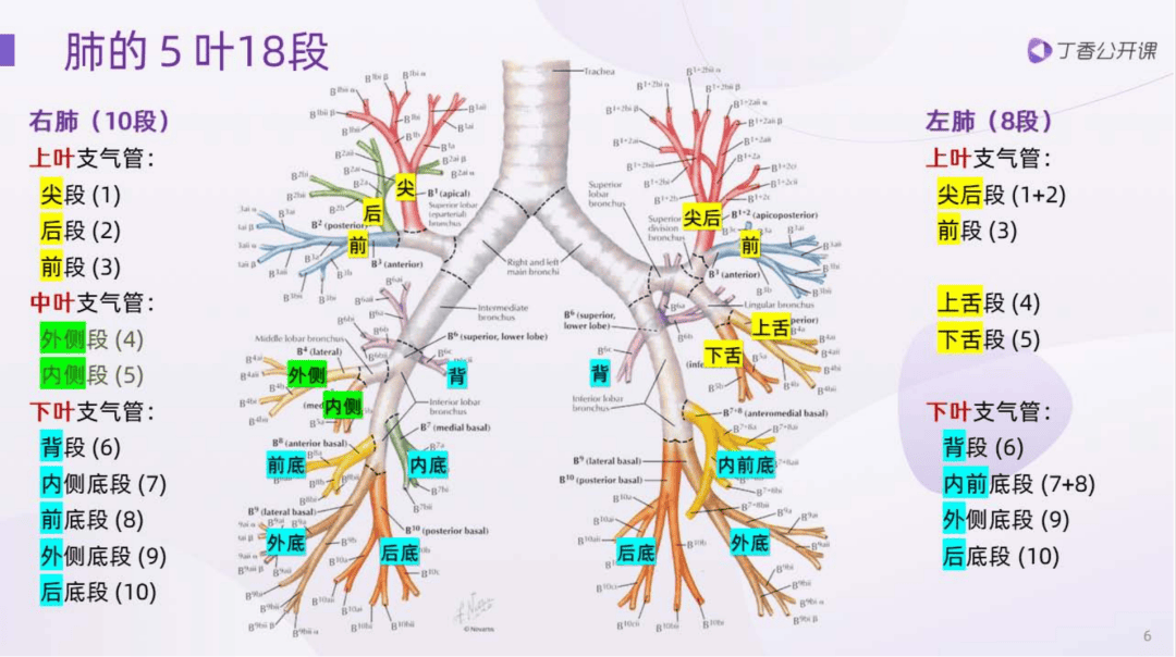 手把手带你学影像!肺 ct 的肺部分段,快收藏