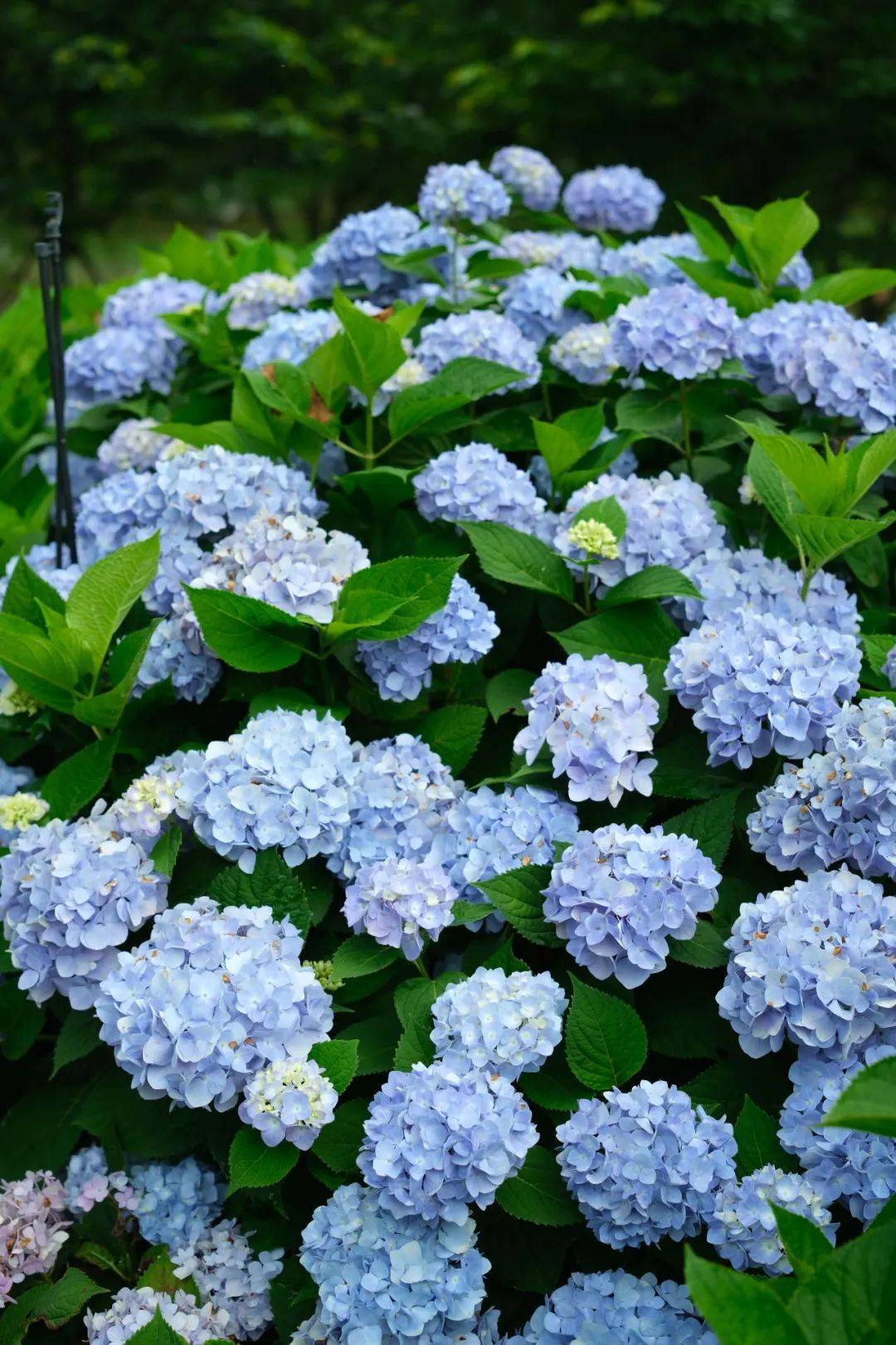 闯进花语世界绣球花海,邂逅限定梦幻蓝调