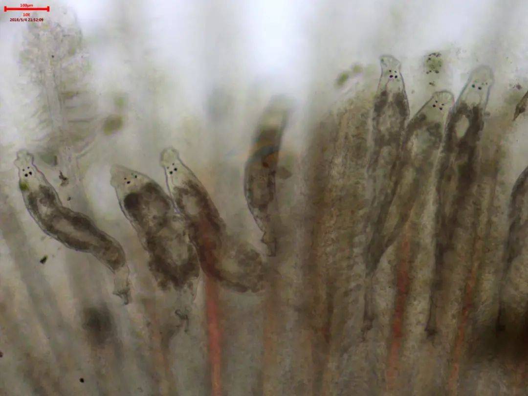 草鱼黑头黑背,每天死亡10多条!检查鱼感染指环虫!怎么处理?