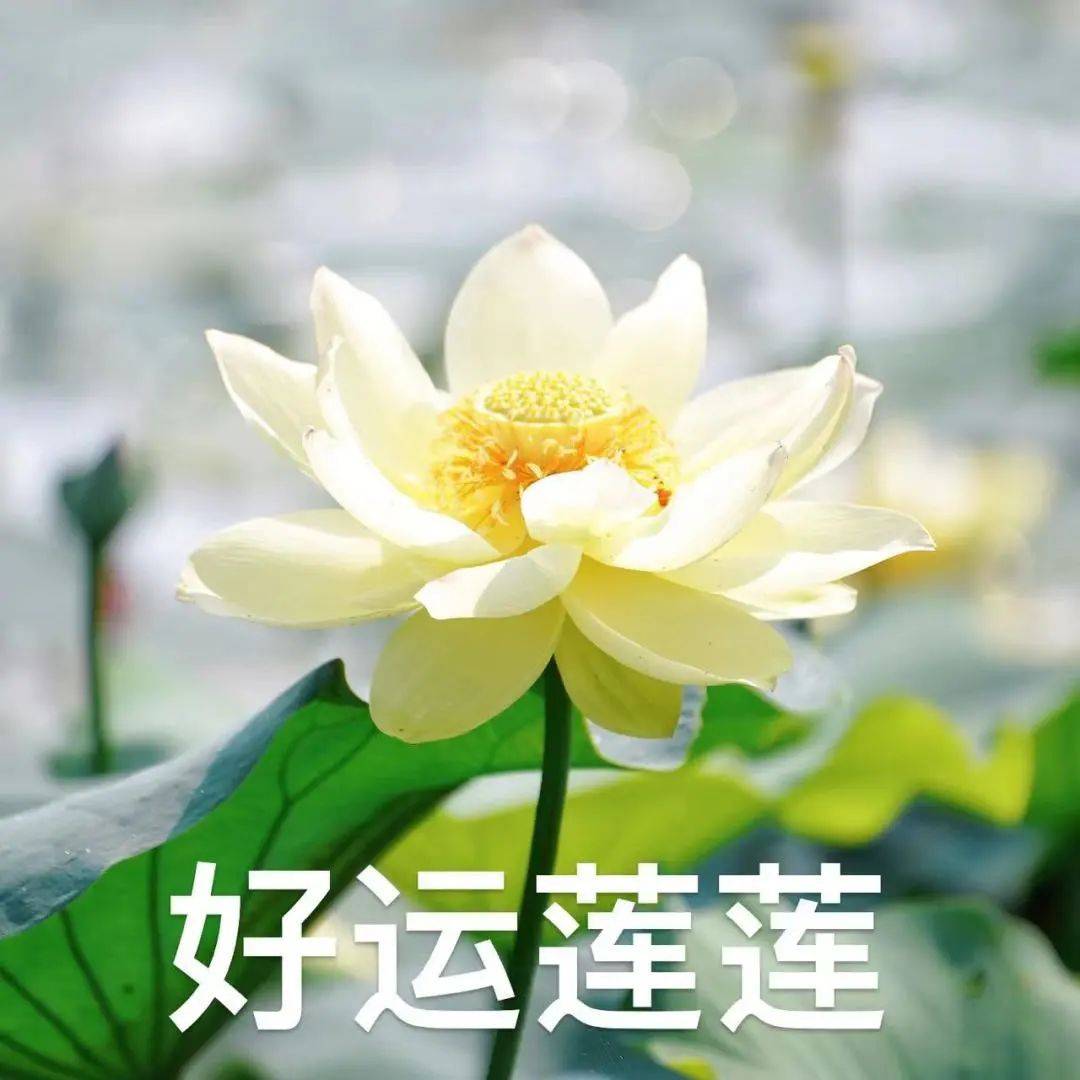 衢州2025版"好运莲莲"喊你们换头像啦