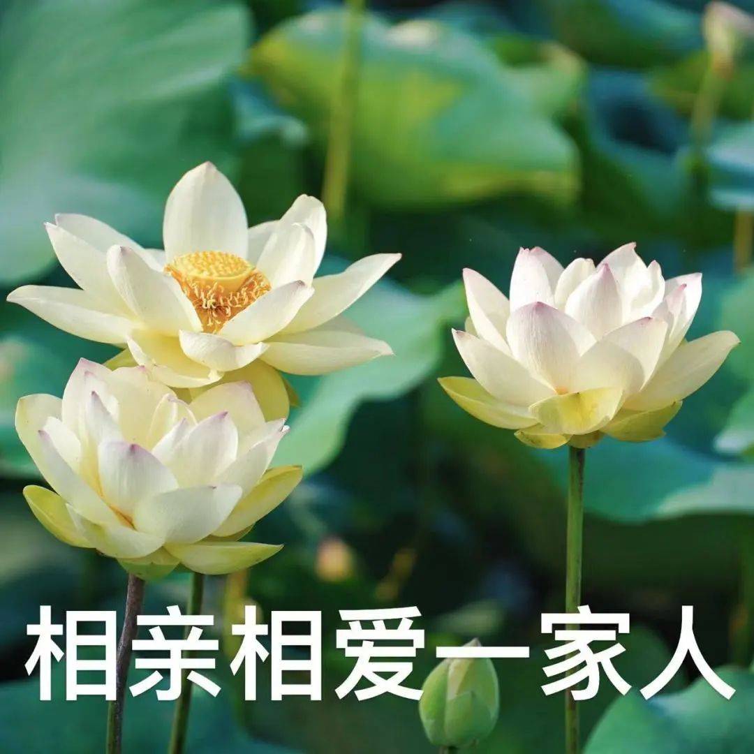 衢州2025年版好运莲莲头像表情包# 你们的荷花头像上新啦# 亲爱的长辈
