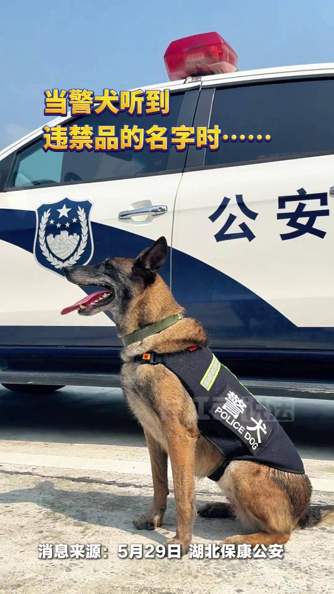 当警犬听到违禁品名字时! 搜毒犬