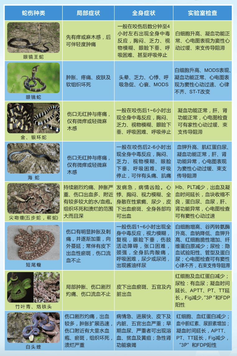 重庆一男子被五步蛇咬伤住进重症监护室!转扩!救命用! 重庆一男子被五步蛇咬伤住进重症监护室!转扩!救命用!