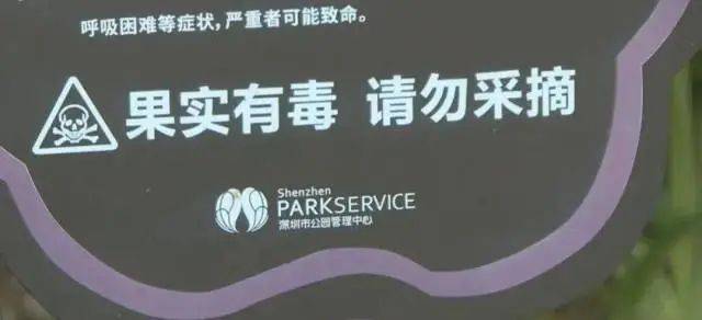 696969大但人文艺术价值:大片连根铲除！深圳一公园“火速响应”引质疑，网友为它喊冤