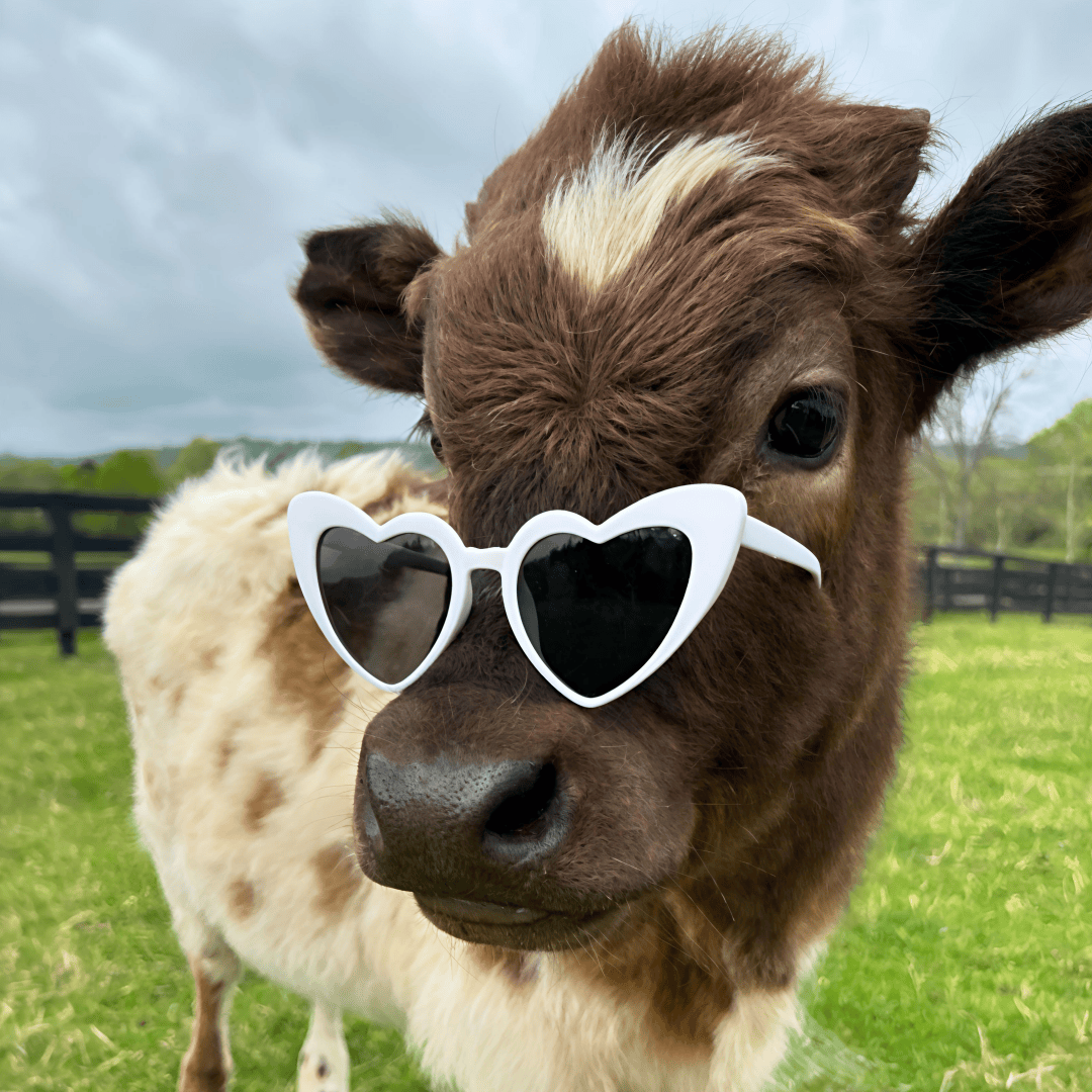 一组小动物头像