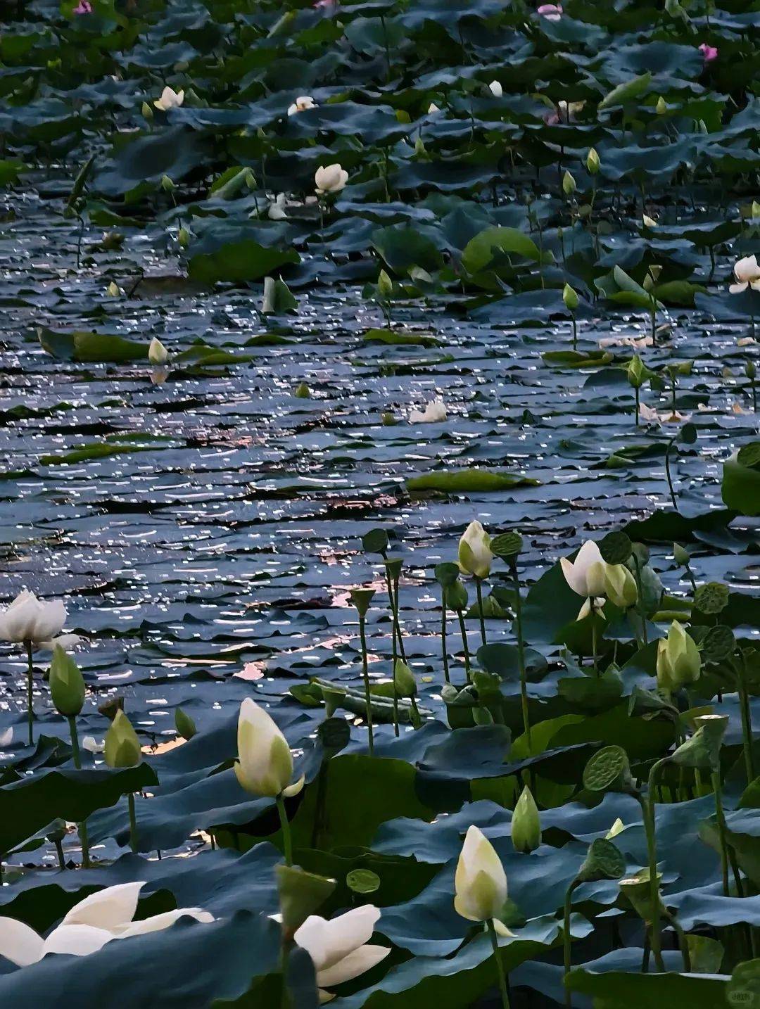 荷花_古村_荷塘