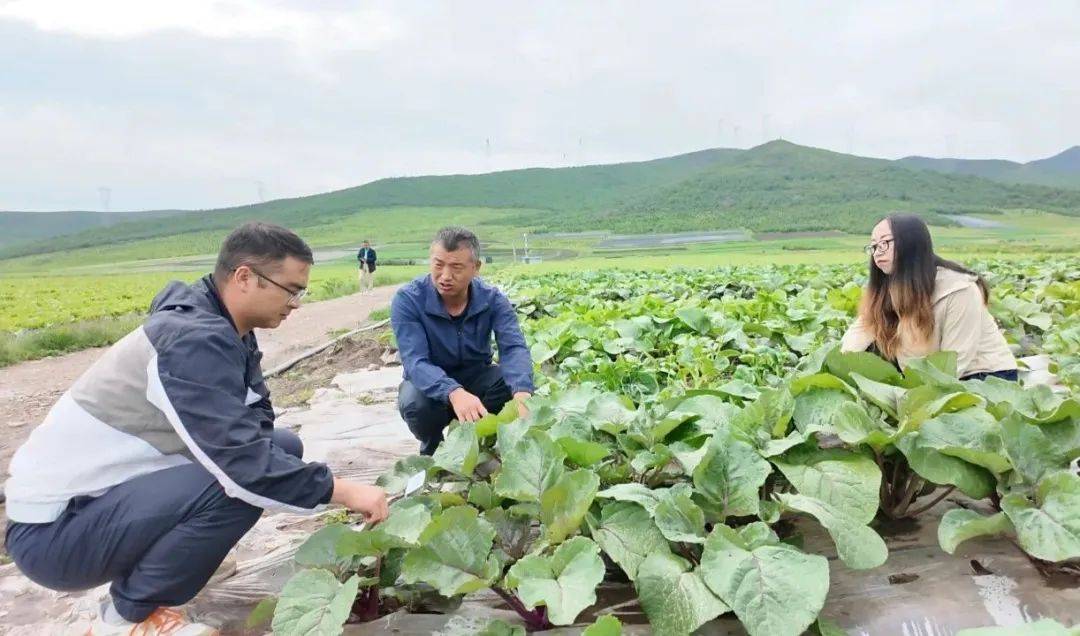 青海特产批发：探索高原自然馈赠的魅力
