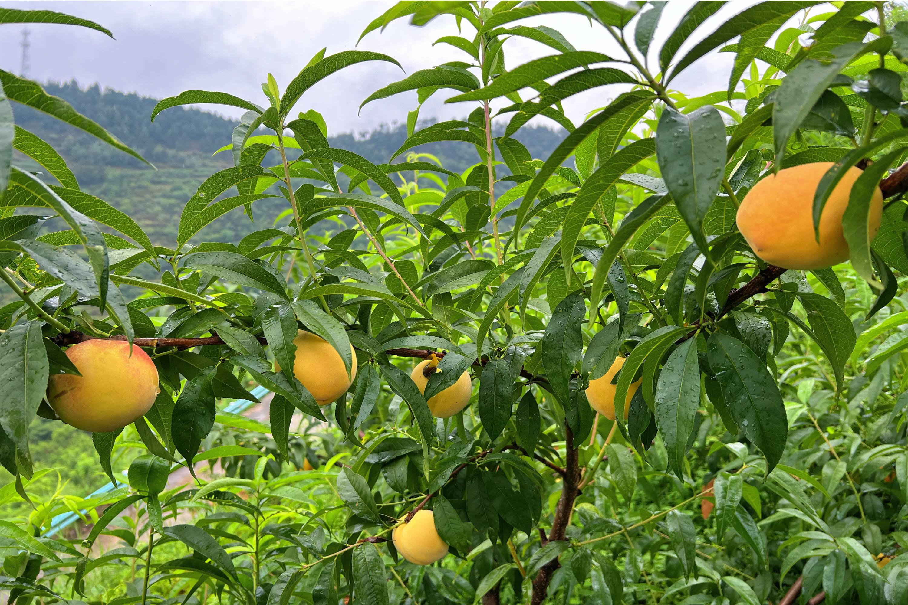 普安县九峰村:贫瘠山地长出"黄金果"