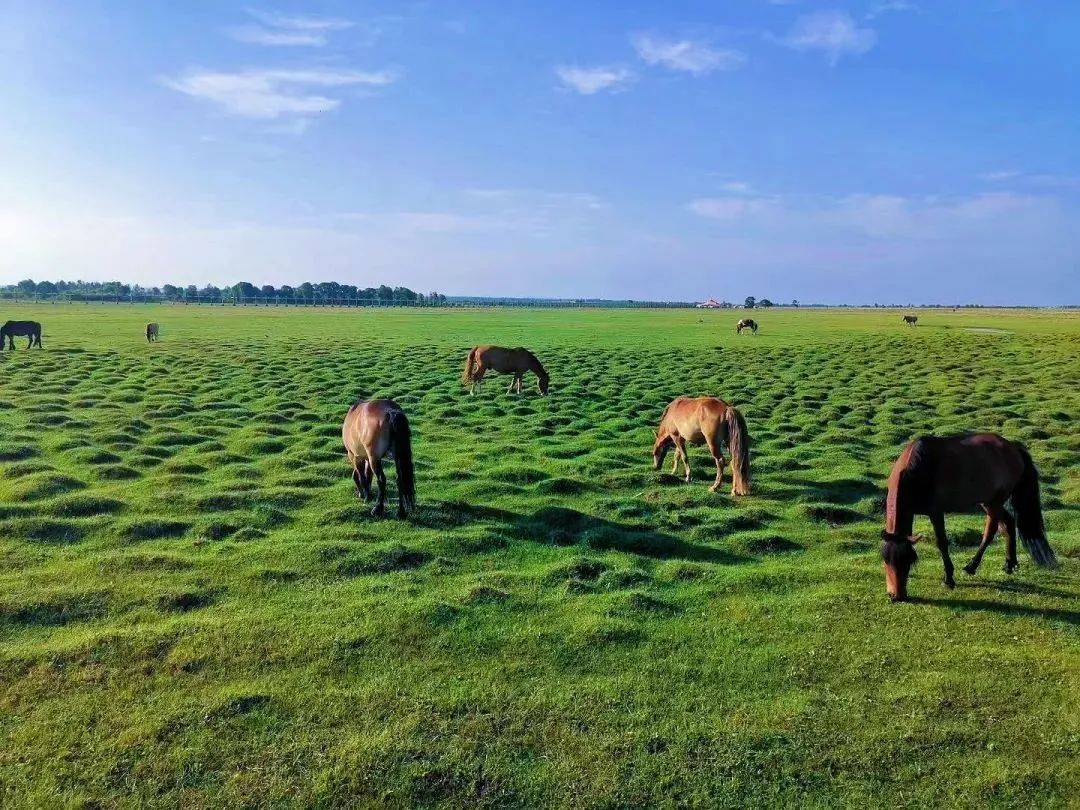 青春不散场!凭"证"特惠,畅游苏泊罕大草原