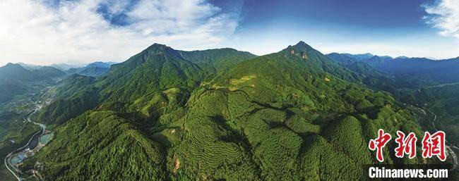 隔岸观火小说:从荒山到林海 广东续写“岳山造林”绿美新篇章