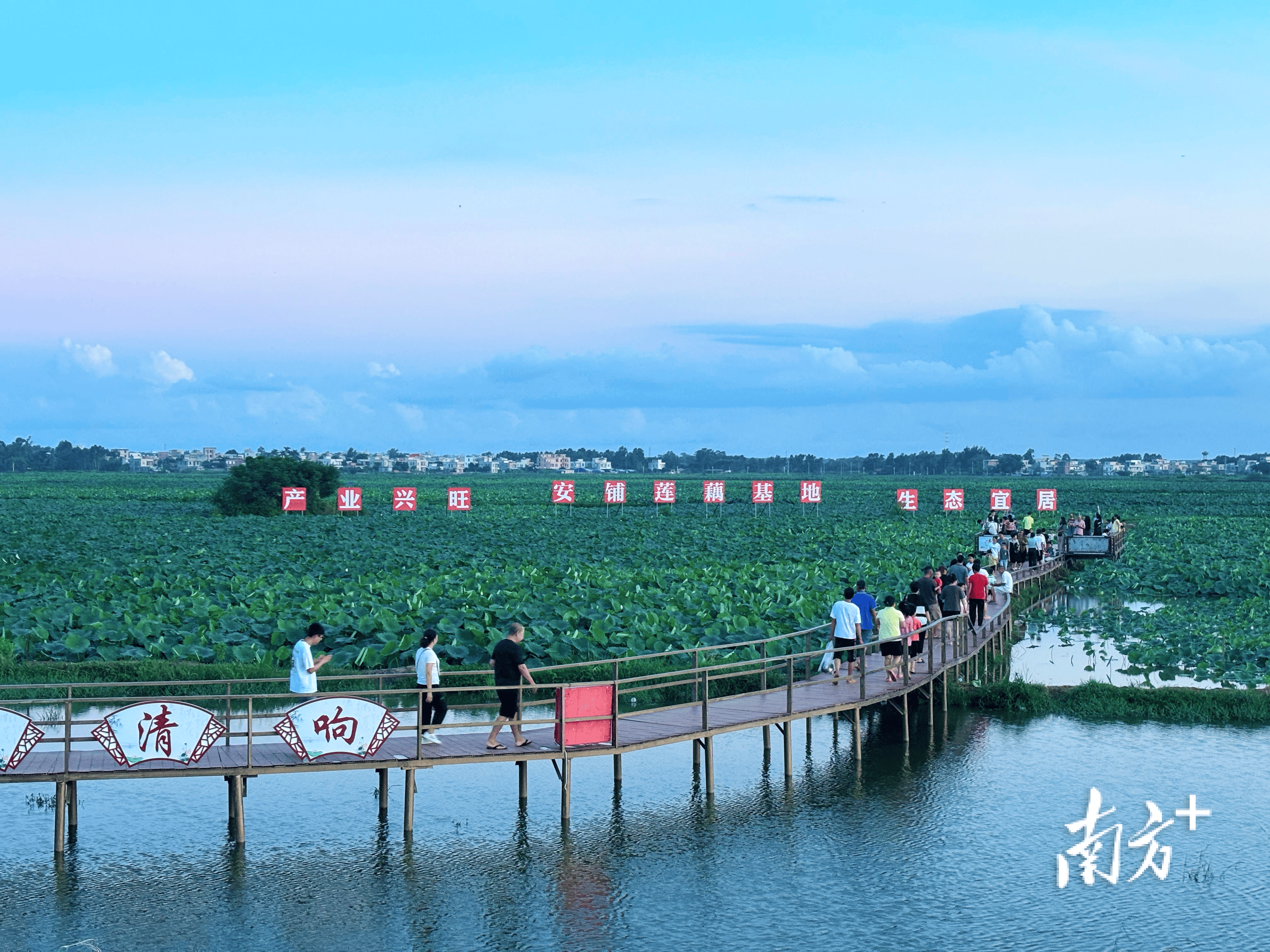 廉江市安铺镇盘活千亩荒地成"荷塘经济"示范区