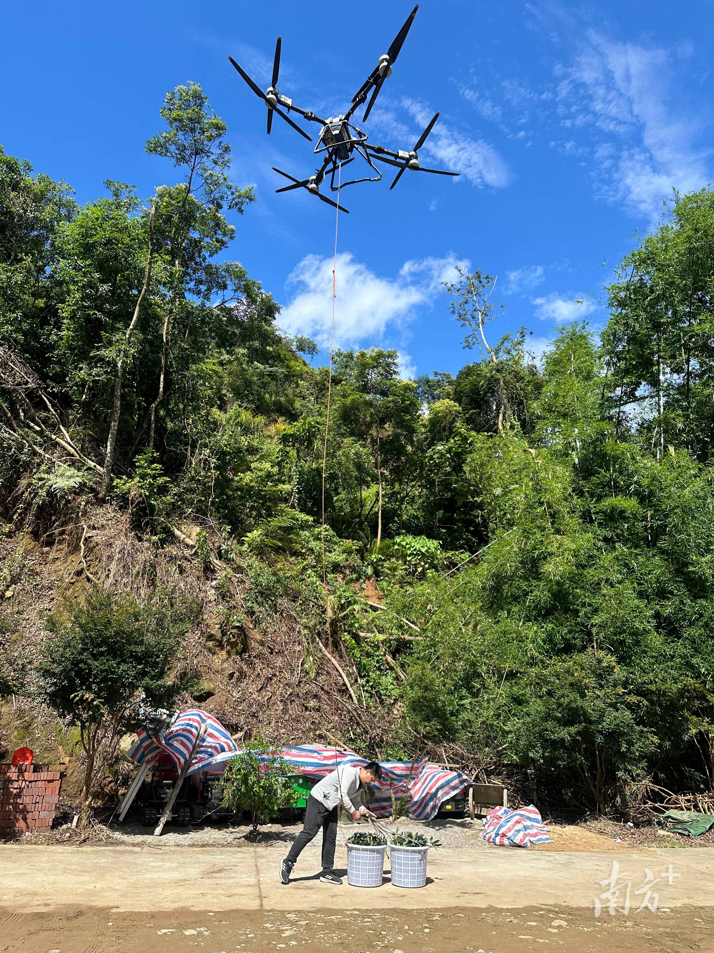 无人机系荔枝来！低空助“荔”广州上架新品种