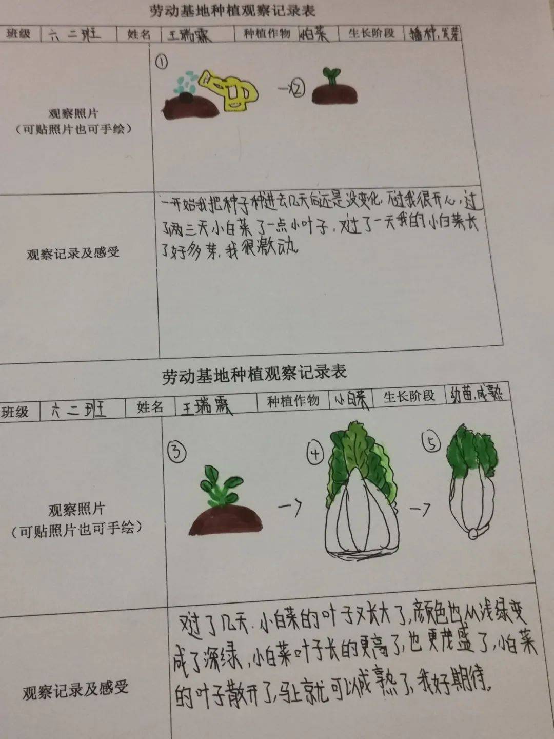 西安市浐灞十九小科学劳动种植活动