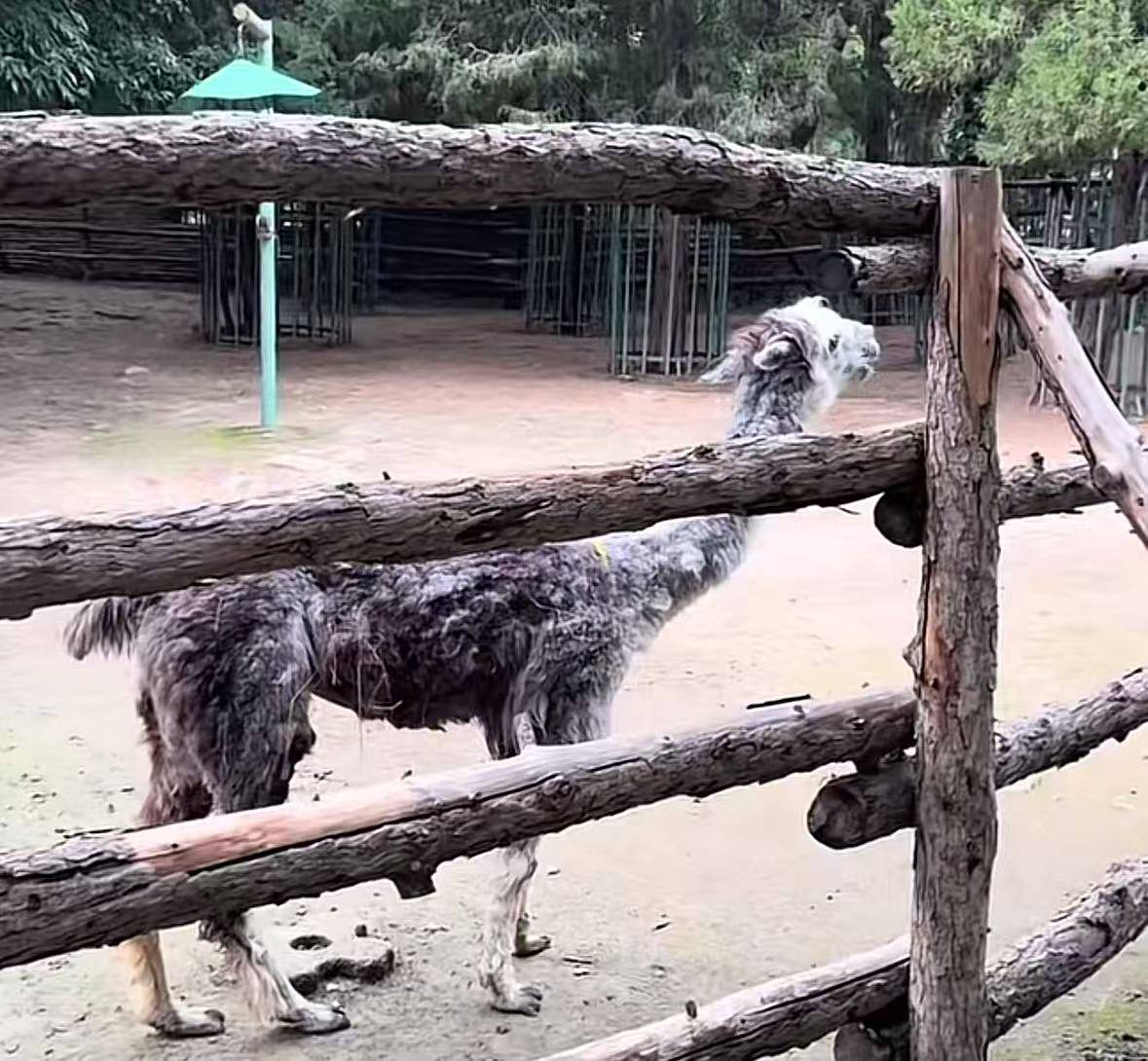 东篱菊隐:北京动物园有羊驼瘦骨嶙峋，疑似营养不良？园区：剃了毛显得瘦，发现异常会联系兽医
