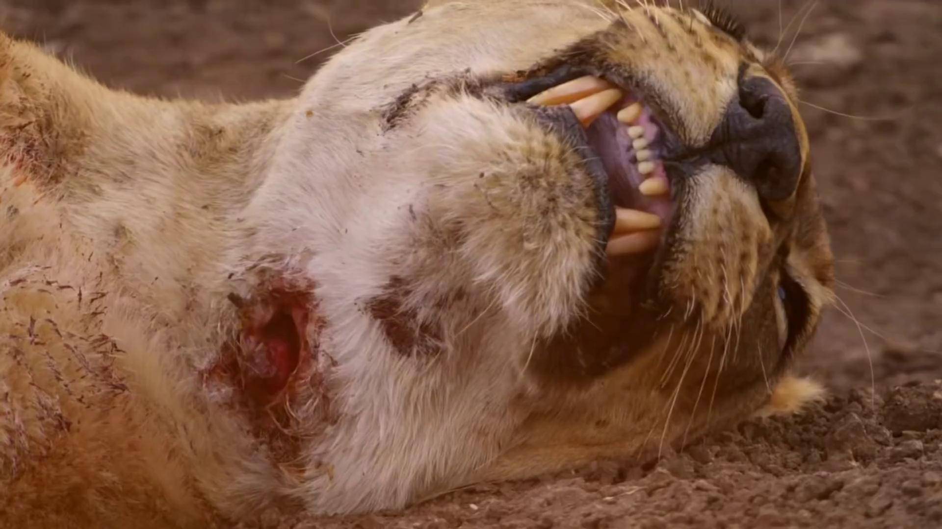 手足情深,传奇狮王银泰杜梅拉的成长之路 动物世界 纪录片 野生动物零