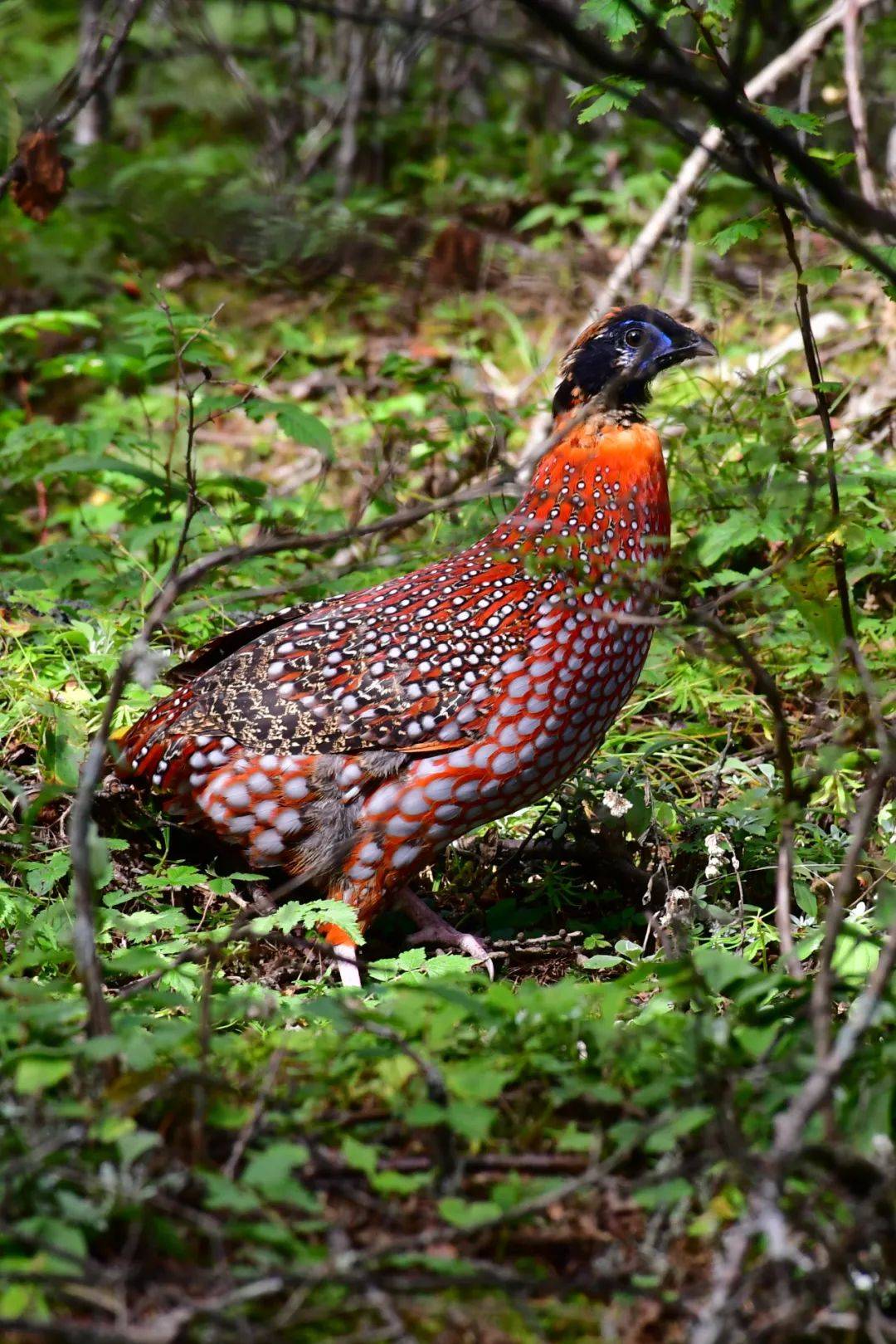 爱鸟护鸟我们在行动