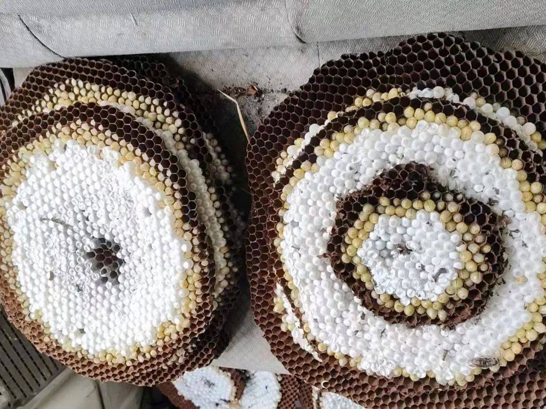 大桥乡:葫芦蜂养殖 "蛹"现乡村振兴好前景