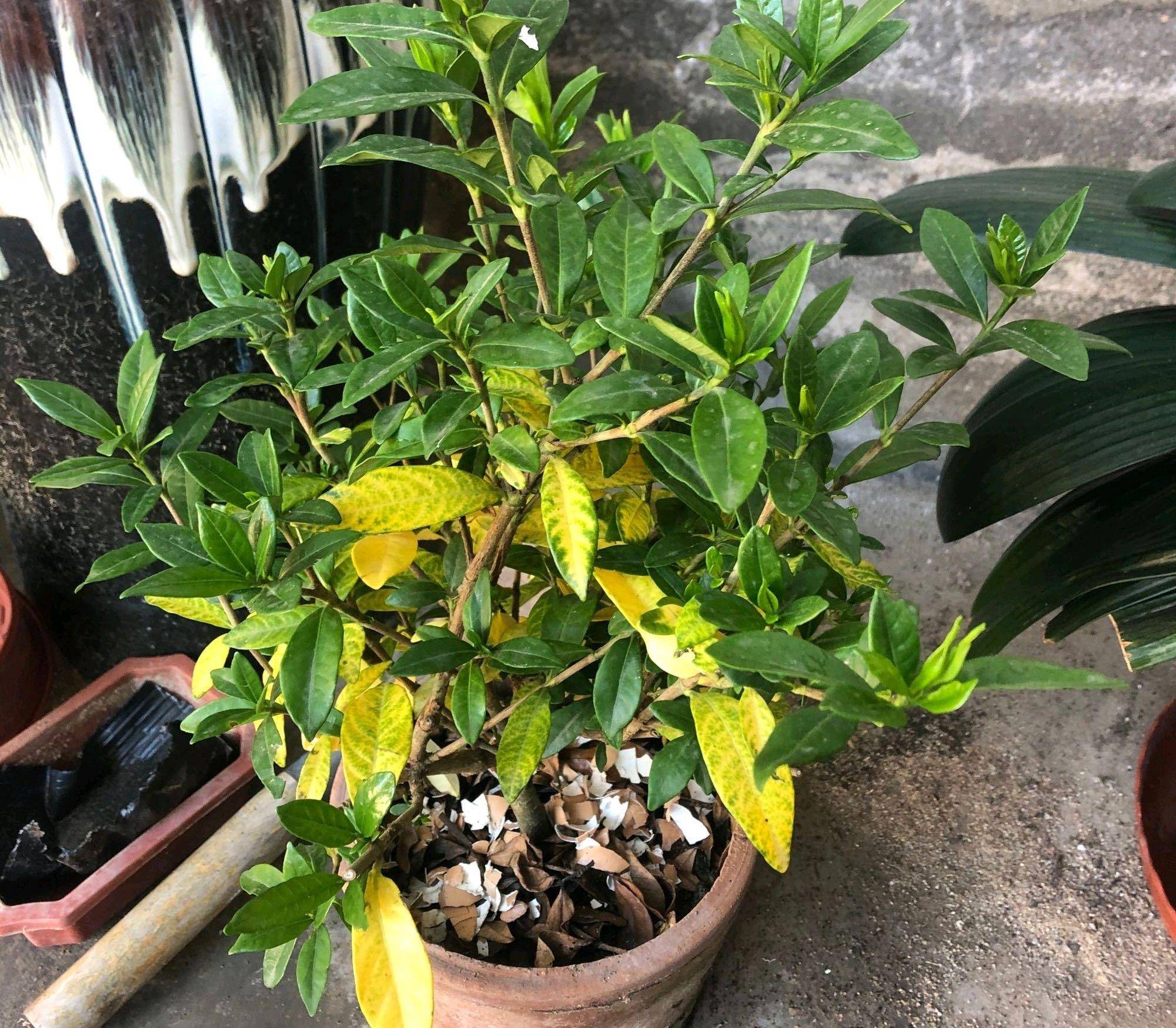 盆栽叶子发黄,"4个"处理技巧,从此绿油油长势好,美观又茂盛