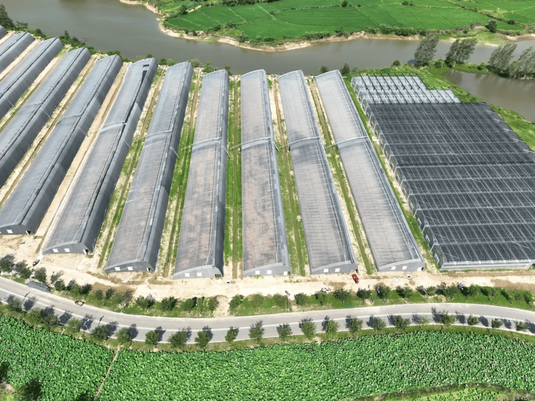 平桥区五里镇:千亩荷塘"链动"农文旅,乡村振兴绘就新图景