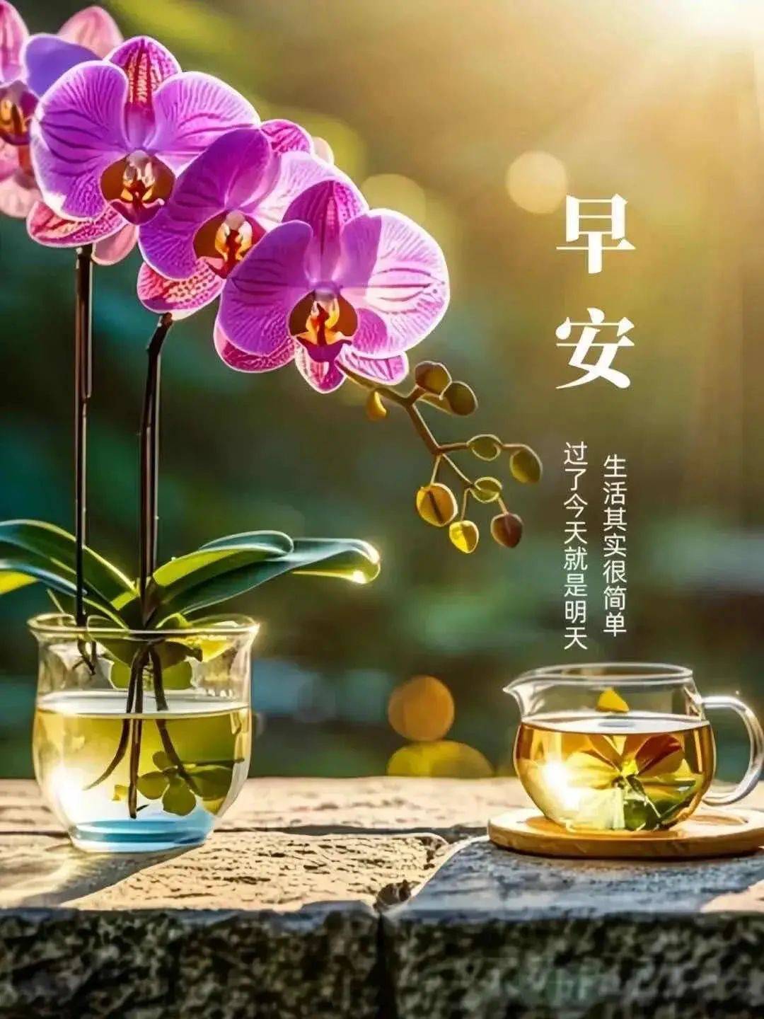 晨光温柔铺满窗,清风拂面送芬芳,不问前路