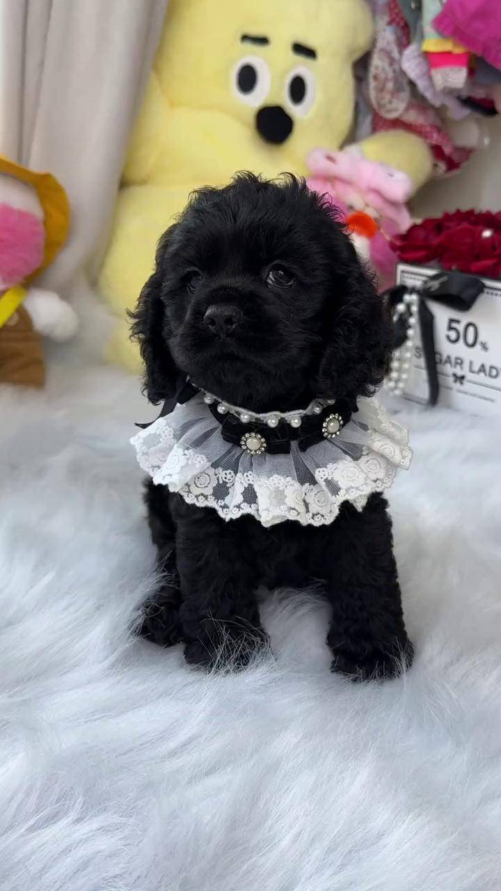 黑色美卡baby有没有喜欢的美国可卡 可卡犬 迪士尼小狗 萌宠出道计划