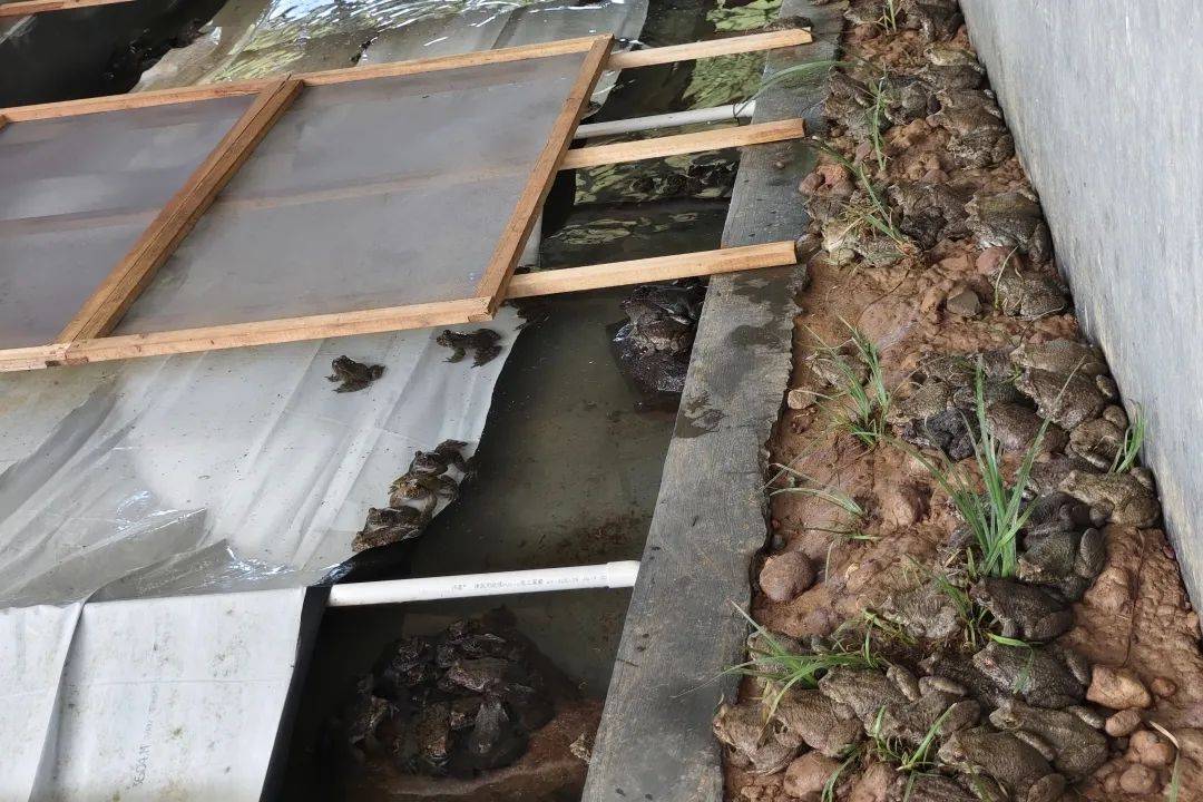 养殖基地里,每走几步,就能在石蛙棚钢构结构上看见高精度数显温