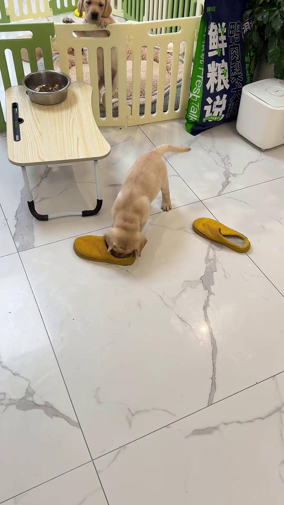 小样,我还治不了你了 狗子带娃 拉布拉多 不耐烦的狗狗 一看就是干饭