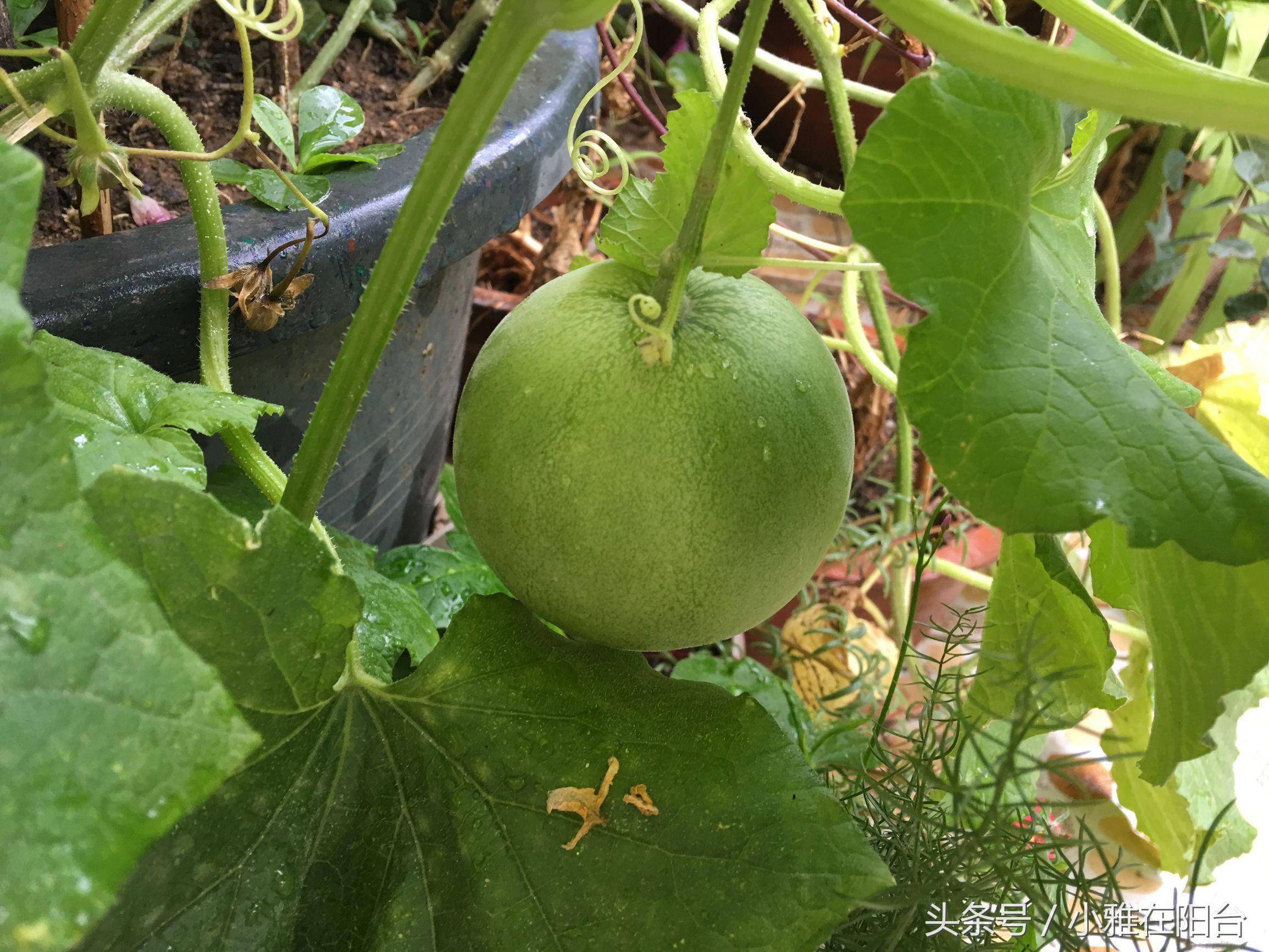 吃个香瓜把籽儿种下去,生根发芽了,两月就长藤结了甜瓜