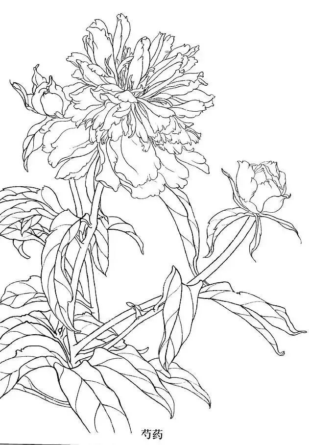 工笔白描花卉,很好的练习素材!