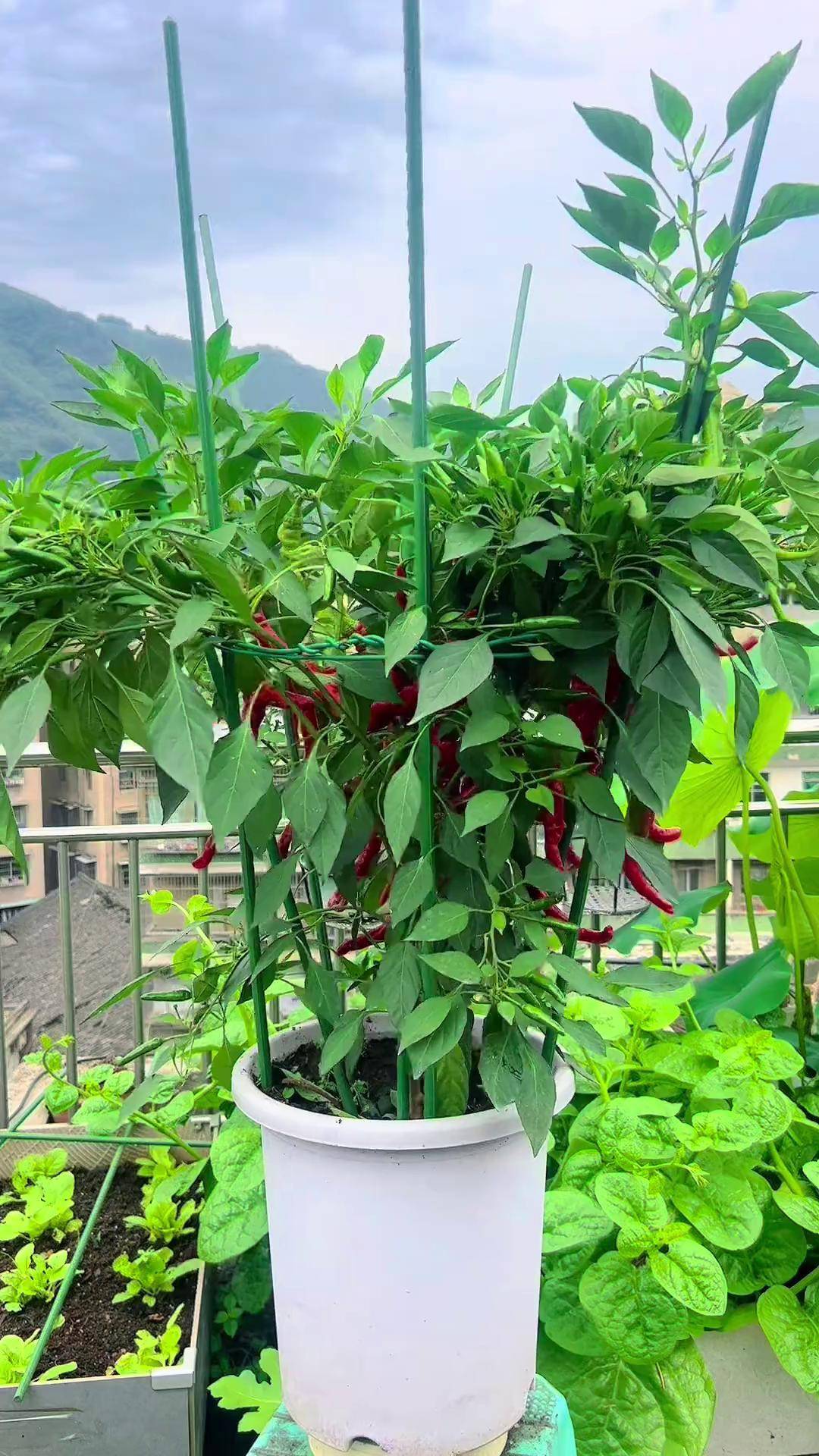 盆栽辣椒我家楼顶小菜园