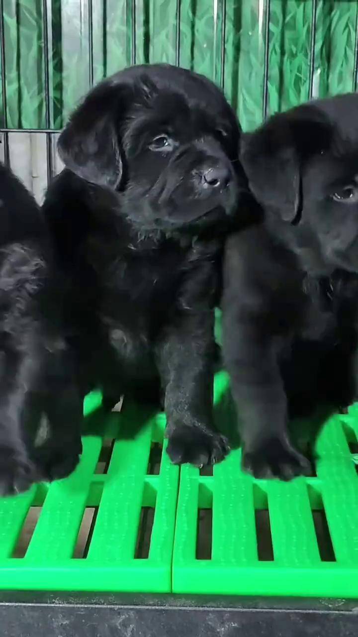 拉布拉多幼犬 黑色拉布拉多 纯种拉布拉多 dou 上热门