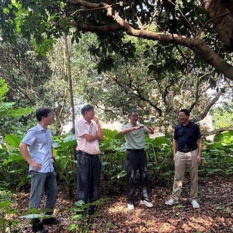 【聚焦“百千万工程”】助推“荔枝林下经济”,省农科院专家为古竹镇“送技术”_种植_发展_产业