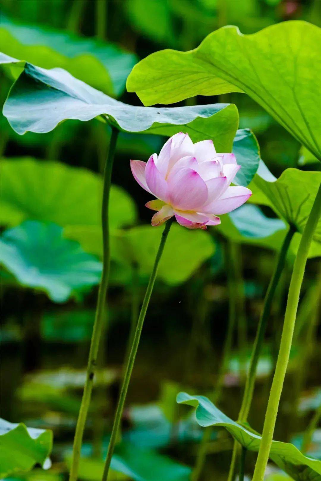 今日大暑炎蒸至盛盼暑尽甘来