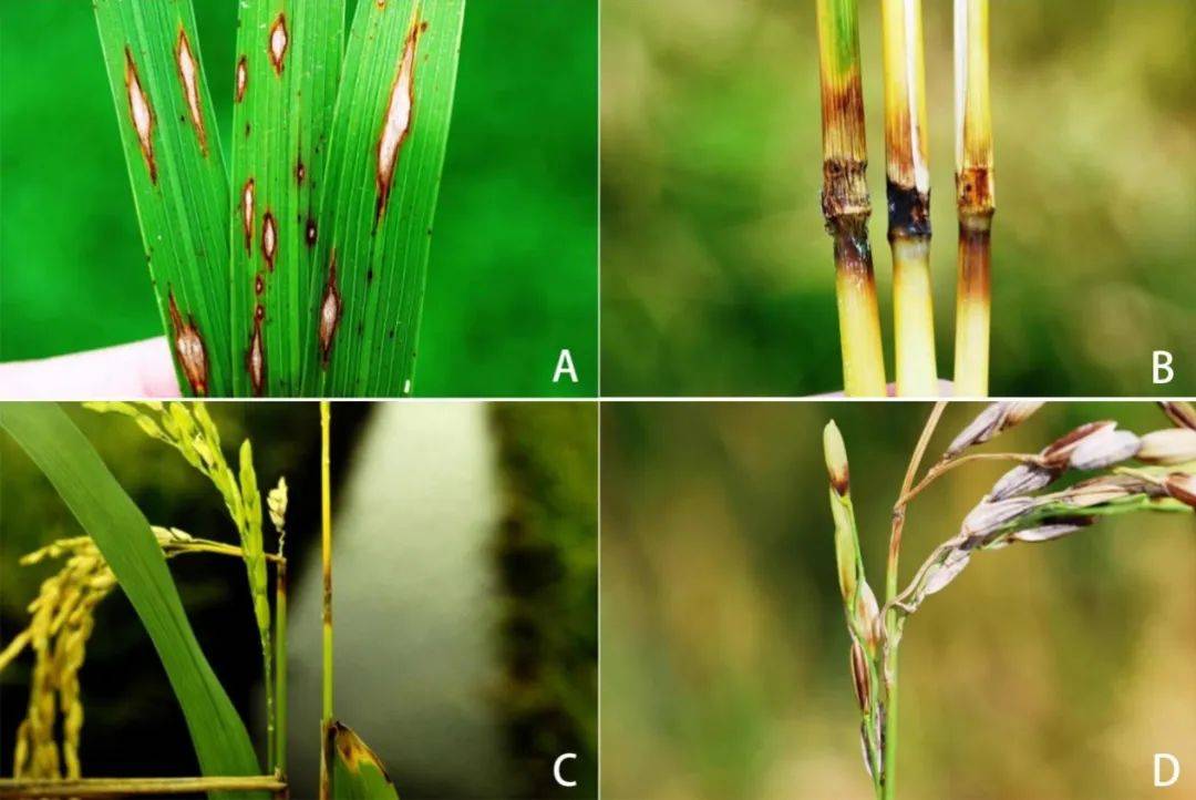 水稻稻瘟病防治技术