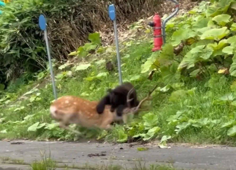 日本北海道一头熊当街猎杀活鹿：鹿被撕扯颈部发出哀鸣；交通一度瘫痪，有路人下车拍摄，现场视频曝光