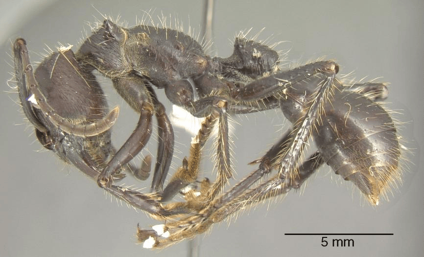 严防外来物种入侵 | 战斗军团