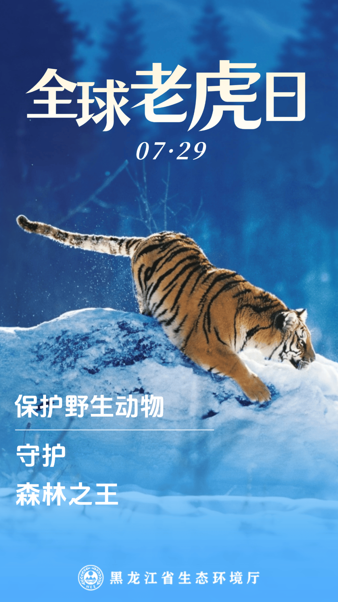 全球老虎日丨解密东北虎林海雪原中的“百兽之王”_搜狐网