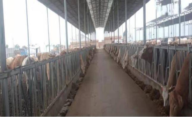 柘城"美丽牧场"排污罗生