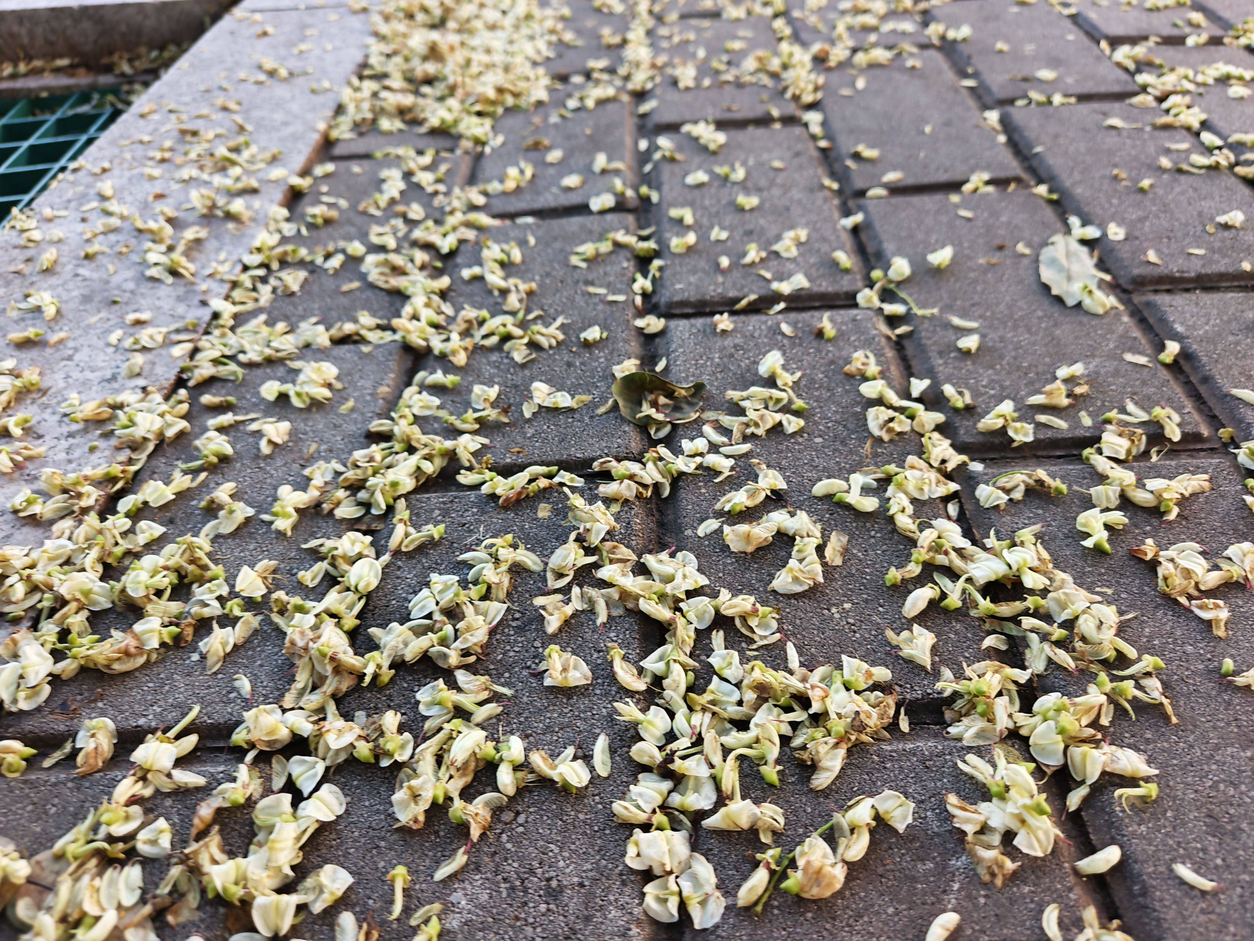 北京又下“槐花雨”，今年特别多，又黏又滑怎么办？