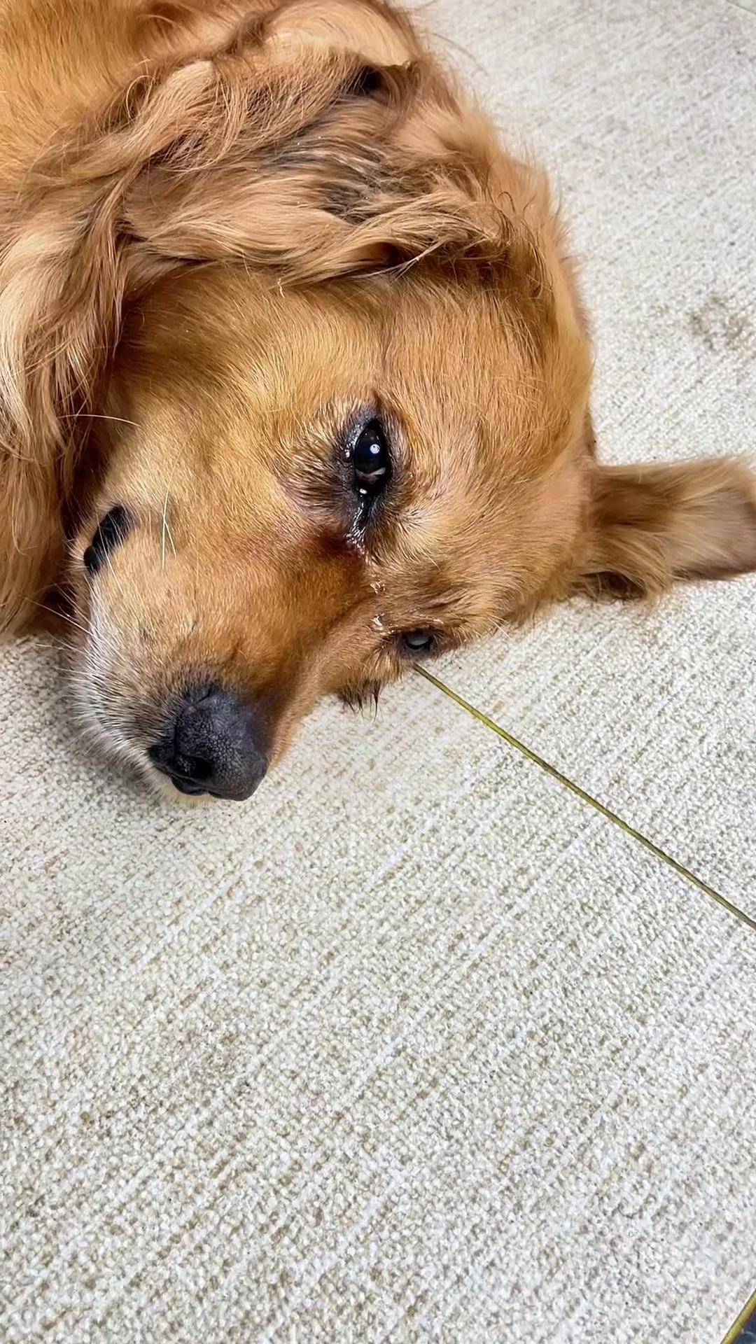 最爱它的姐姐看过毛毛走后,毛毛躺在地上难过的一直流泪,看着让人心疼