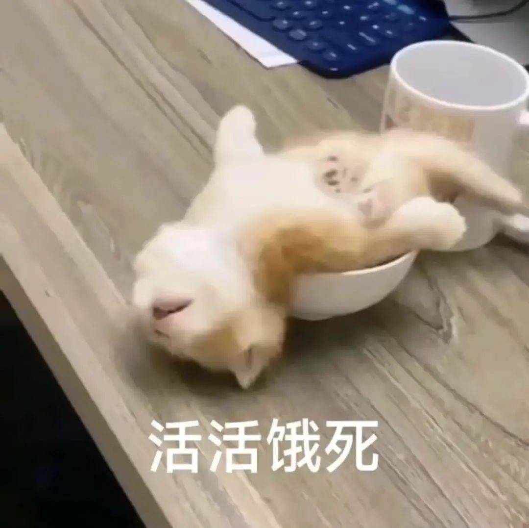 近期可爱的表情包