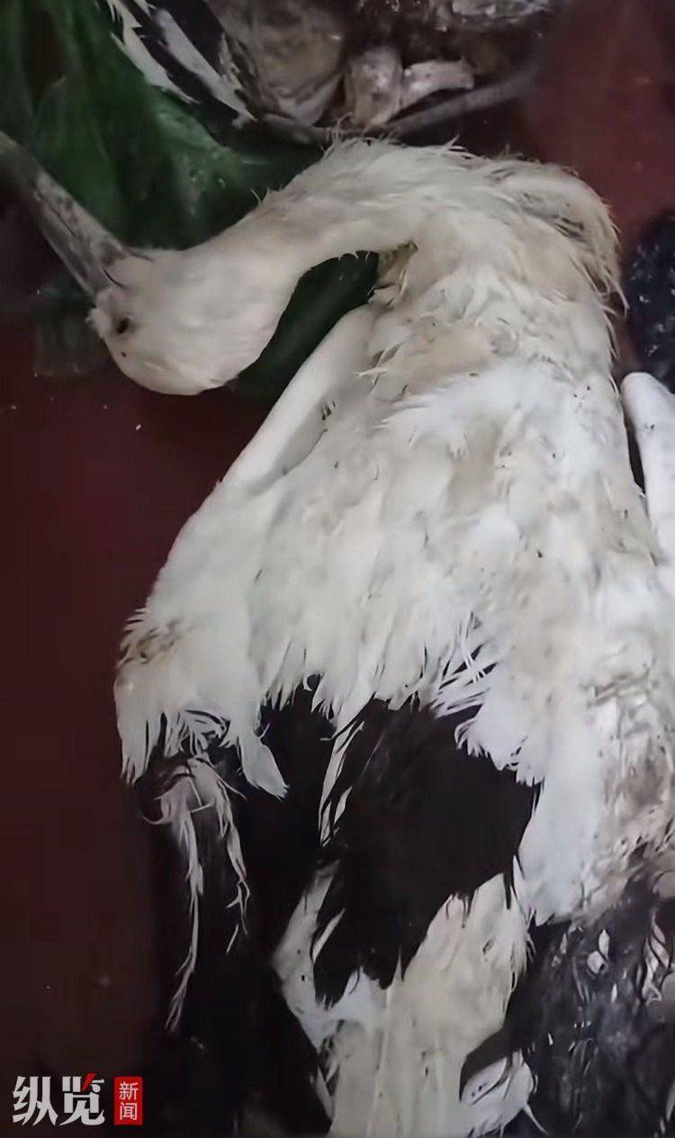 哈尔滨一动物园冰柜内现大量野生动物尸体，动物园称系自然死亡用于科普教育 自规局：公安部门已牵头处理
