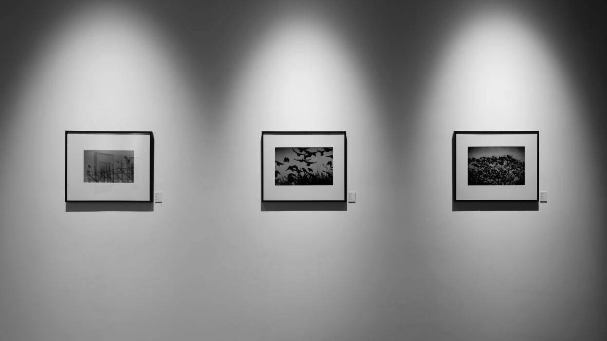 _《鸦：深濑昌久摄影展》杭州开展，摄影爱好者别错过_《鸦：深濑昌久摄影展》杭州开展，摄影爱好者别错过
