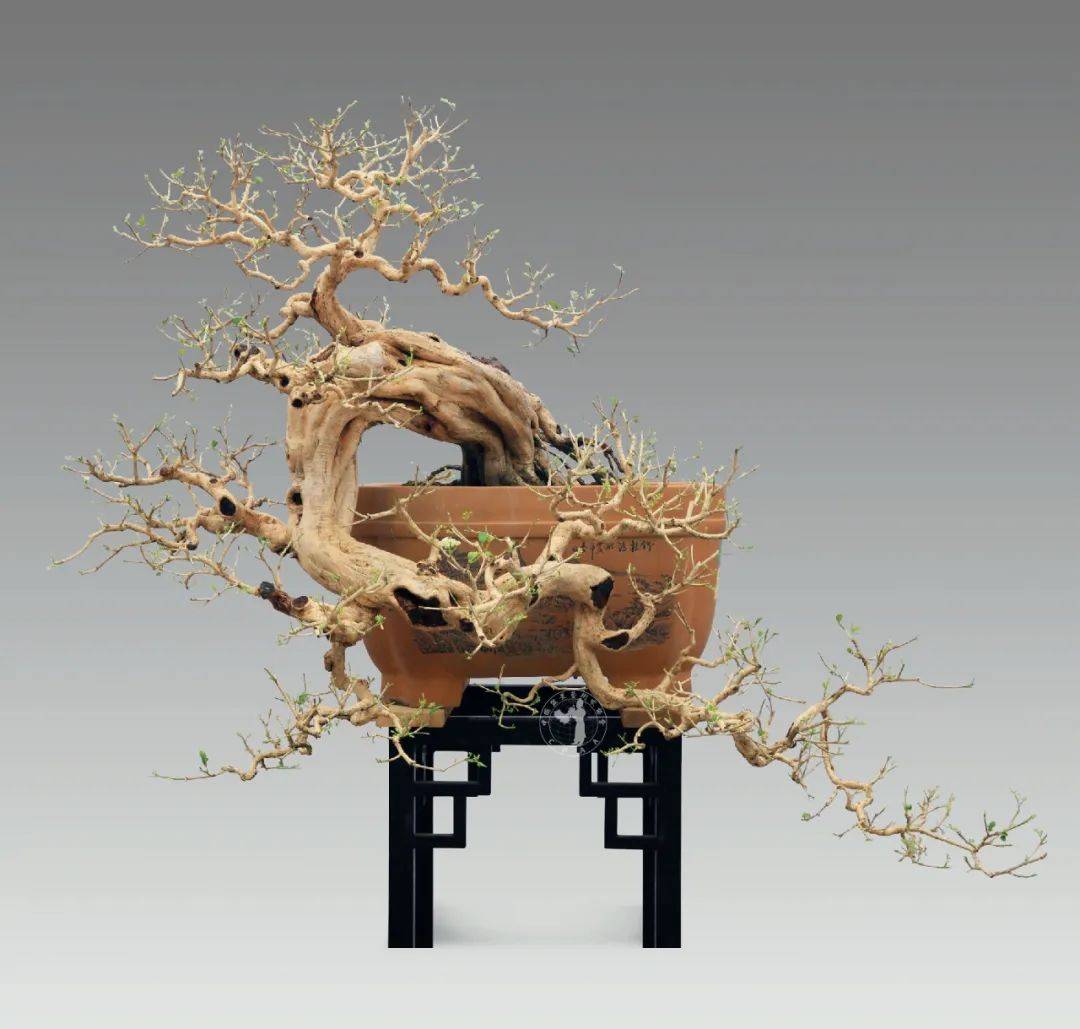 —谢克英"海底揽月"的右捞月式美学