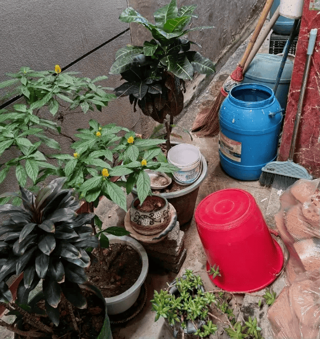 家里的这几个地方，正悄悄“养”出花斑蚊！快自查→