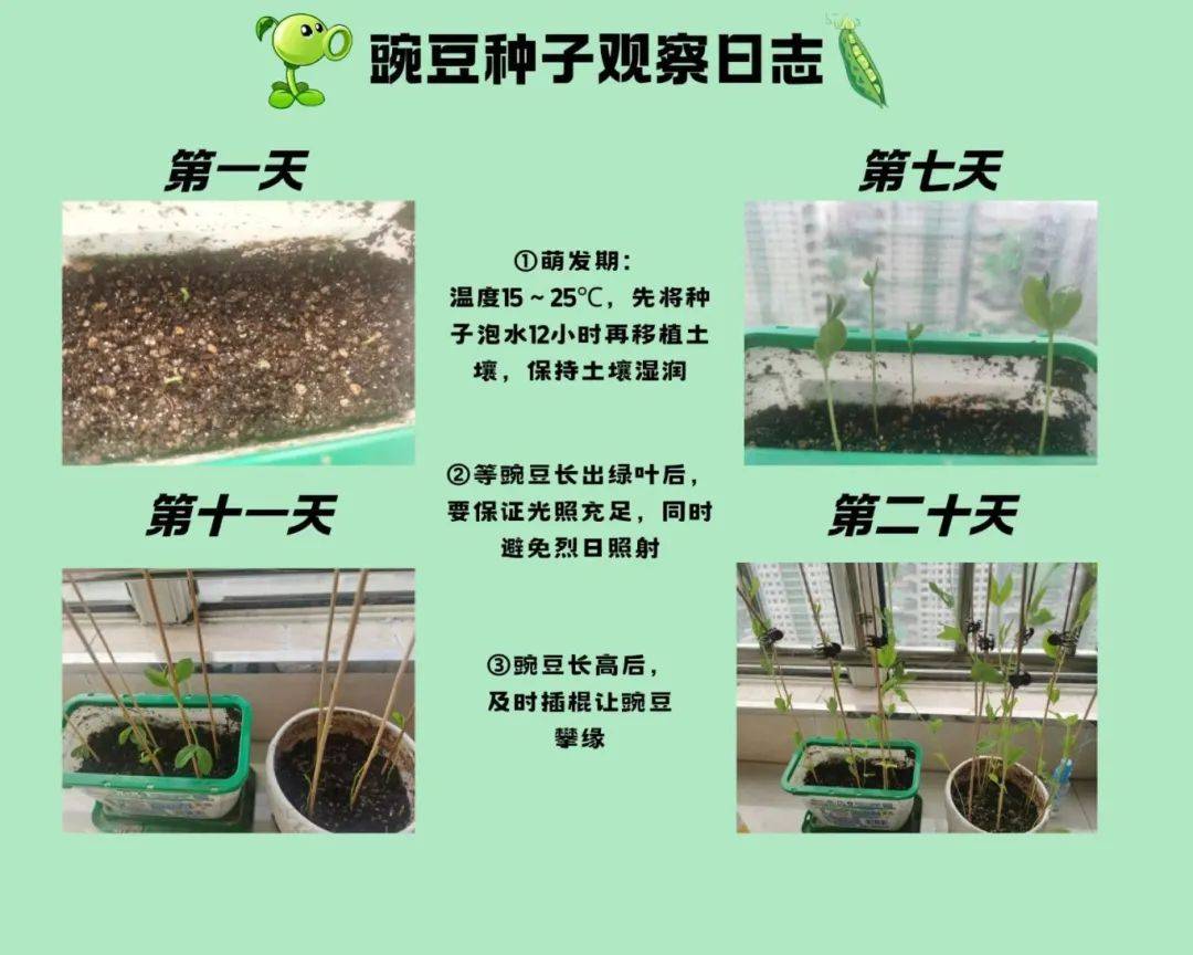 这次项目化学习让同学们亲历了种子萌发的完整过程