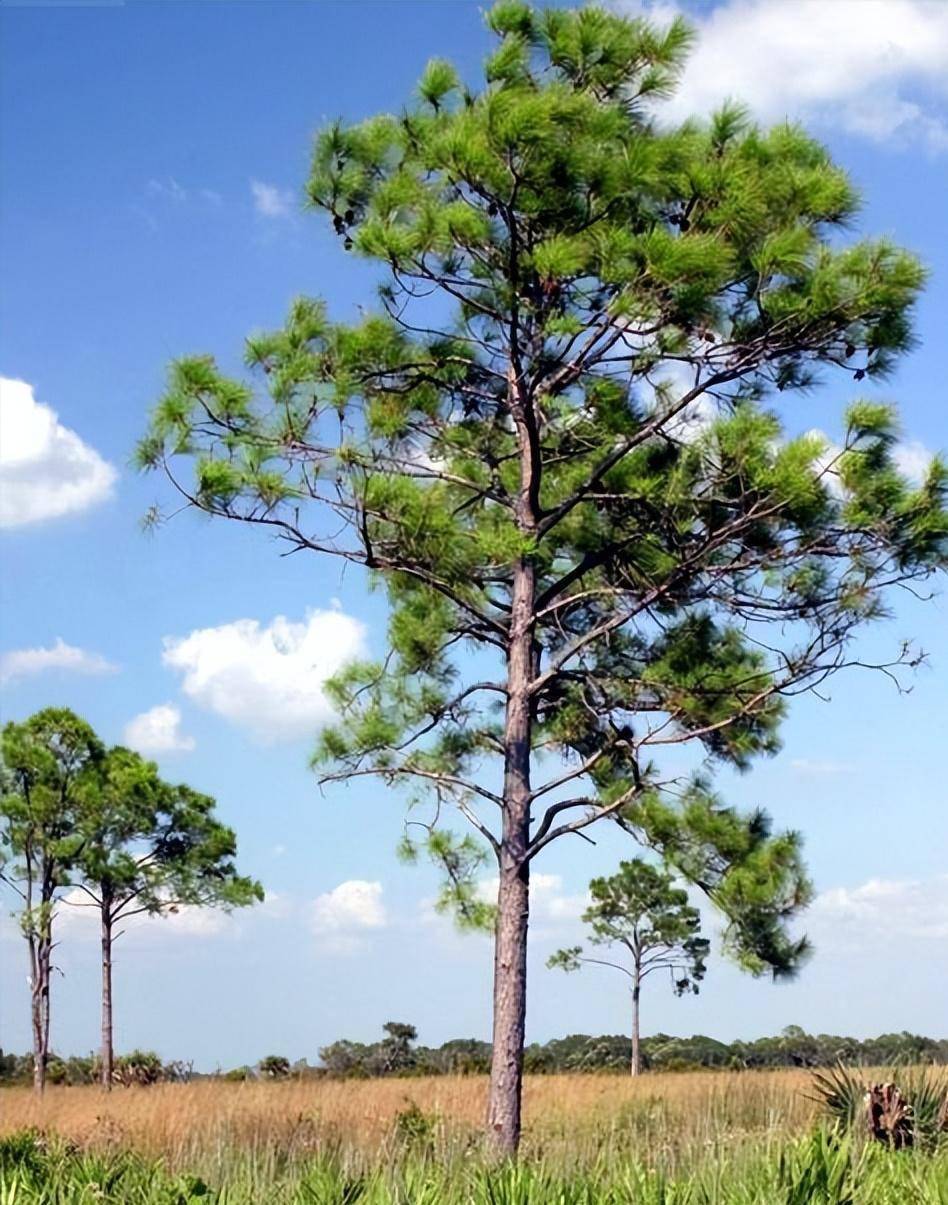 1931年广东华侨捐款买种子种满后山,现仅存26株