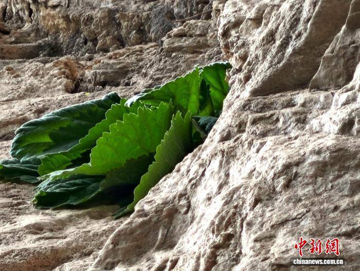 湖北堵河源发现崖白菜 系国家二级保护植物